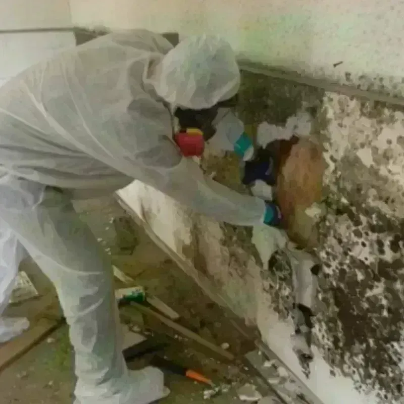 Mold Remediation and Removal in Hampton, VA